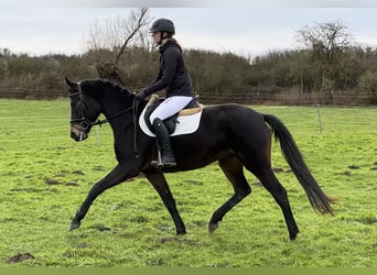 Mecklenburger Warmblut, Stute, 4 Jahre, 158 cm, Schwarzbrauner