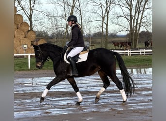 Mecklenburger Warmblut, Stute, 4 Jahre, 158 cm, Schwarzbrauner