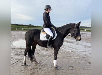 Mecklenburger Warmblut, Stute, 4 Jahre, 158 cm, Schwarzbrauner