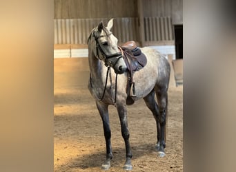 Mecklenburger Warmblut, Stute, 4 Jahre, 160 cm, Apfelschimmel