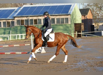 Mecklenburger Warmblut, Stute, 4 Jahre, 160 cm, Fuchs
