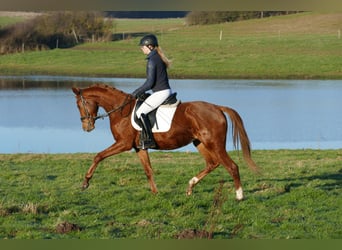 Mecklenburger Warmblut, Stute, 4 Jahre, 160 cm, Fuchs
