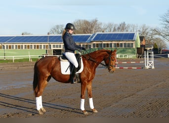 Mecklenburger Warmblut, Stute, 4 Jahre, 160 cm, Fuchs