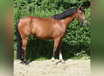 Mecklenburger Warmblut, Stute, 4 Jahre, 162 cm, Brauner