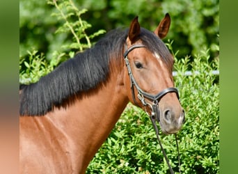 Mecklenburger Warmblut, Stute, 4 Jahre, 162 cm, Brauner