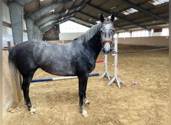 Mecklenburger Warmblut, Stute, 4 Jahre, 162 cm, Schimmel