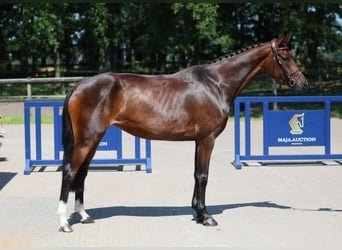 Mecklenburger Warmblut, Stute, 4 Jahre, 163 cm, Brauner