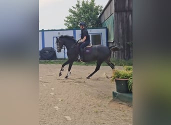 Mecklenburger Warmblut, Stute, 4 Jahre, 163 cm, Schimmel