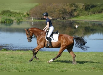 Mecklenburger Warmblut, Stute, 4 Jahre, 167 cm, Brauner