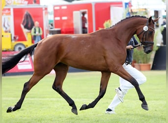 Mecklenburger Warmblut, Stute, 4 Jahre, 167 cm, Brauner