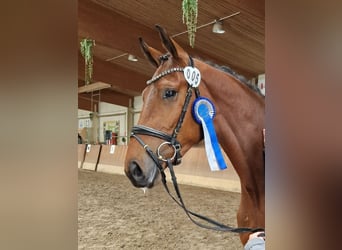 Mecklenburger Warmblut, Stute, 4 Jahre, 167 cm, Brauner