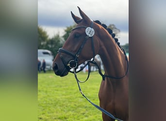 Mecklenburger Warmblut, Stute, 4 Jahre, 167 cm, Brauner