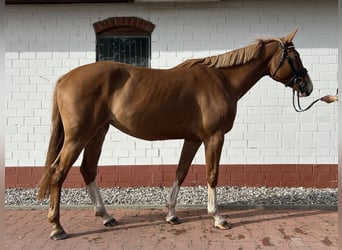 Mecklenburger Warmblut, Stute, 4 Jahre, 167 cm, Fuchs