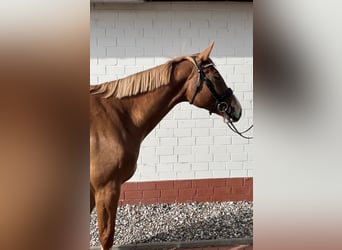 Mecklenburger Warmblut, Stute, 4 Jahre, 167 cm, Fuchs