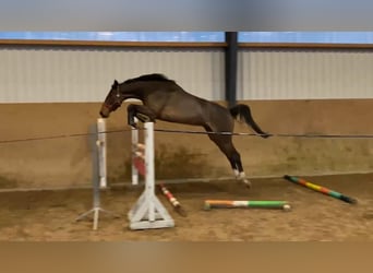 Mecklenburger Warmblut, Stute, 4 Jahre, 168 cm, Brauner