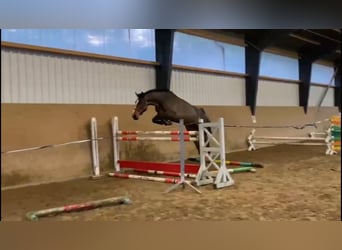 Mecklenburger Warmblut, Stute, 4 Jahre, 168 cm, Brauner