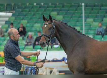 Mecklenburger Warmblut, Stute, 4 Jahre, 168 cm, Dunkelbrauner