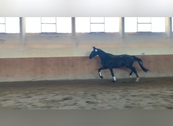 Mecklenburger Warmblut, Stute, 4 Jahre, 169 cm, Rappe