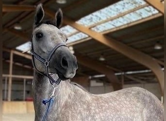 Mecklenburger Warmblut, Stute, 4 Jahre, 169 cm, Schimmel