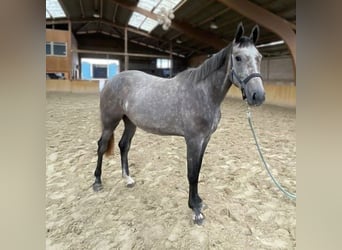 Mecklenburger Warmblut, Stute, 4 Jahre, 169 cm, Schimmel