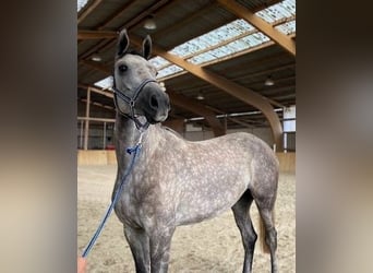 Mecklenburger Warmblut, Stute, 4 Jahre, 169 cm, Schimmel