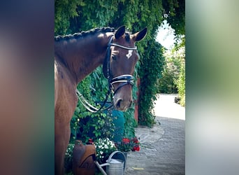 Mecklenburger Warmblut, Stute, 4 Jahre, 170 cm, Dunkelbrauner