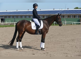 Mecklenburger Warmblut, Stute, 4 Jahre, Dunkelbrauner