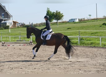 Mecklenburger Warmblut, Stute, 4 Jahre, Dunkelbrauner