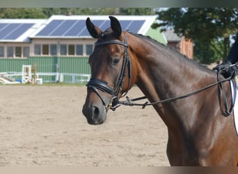 Mecklenburger Warmblut, Stute, 4 Jahre, Dunkelbrauner