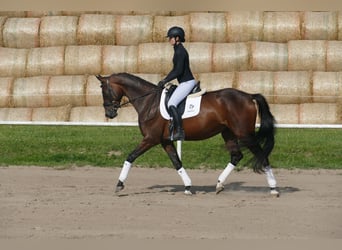 Mecklenburger Warmblut, Stute, 4 Jahre, Dunkelbrauner
