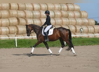 Mecklenburger Warmblut, Stute, 4 Jahre, Dunkelbrauner
