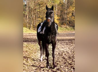 Mecklenburger Warmblut, Stute, 4 Jahre, Schwarzbrauner