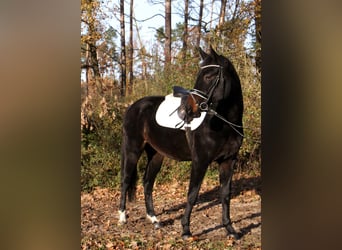 Mecklenburger Warmblut, Stute, 4 Jahre, Schwarzbrauner
