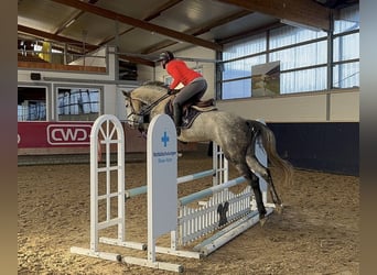 Mecklenburger Warmblut, Stute, 5 Jahre, 160 cm, Apfelschimmel