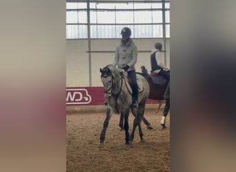 Mecklenburger Warmblut, Stute, 5 Jahre, 160 cm, Apfelschimmel