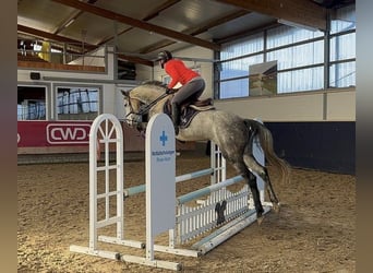 Mecklenburger Warmblut, Stute, 5 Jahre, 160 cm, Apfelschimmel