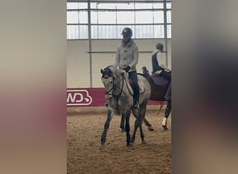 Mecklenburger Warmblut, Stute, 5 Jahre, 160 cm, Apfelschimmel