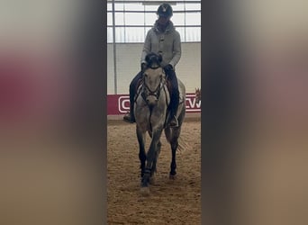 Mecklenburger Warmblut, Stute, 5 Jahre, 160 cm, Apfelschimmel