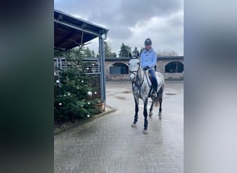 Mecklenburger Warmblut, Stute, 5 Jahre, 160 cm, Apfelschimmel