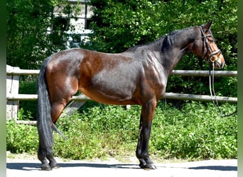 Mecklenburger Warmblut, Stute, 5 Jahre, 160 cm, Brauner