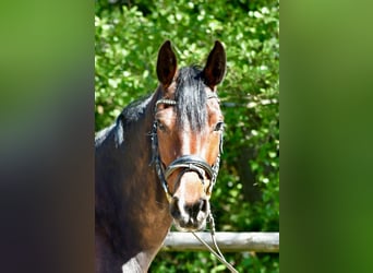 Mecklenburger Warmblut, Stute, 5 Jahre, 160 cm, Brauner