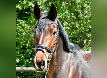 Mecklenburger Warmblut, Stute, 5 Jahre, 160 cm, Brauner