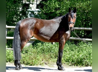 Mecklenburger Warmblut, Stute, 5 Jahre, 160 cm, Brauner