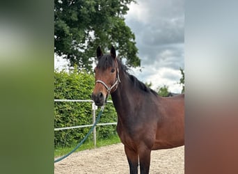 Mecklenburger Warmblut, Stute, 5 Jahre, 163 cm, Brauner
