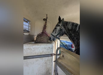 Mecklenburger Warmblut, Stute, 5 Jahre, 164 cm, Blauschimmel