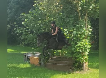 Mecklenburger Warmblut, Stute, 5 Jahre, 165 cm, Schwarzbrauner