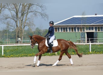 Mecklenburger Warmblut, Stute, 5 Jahre, 166 cm, Fuchs
