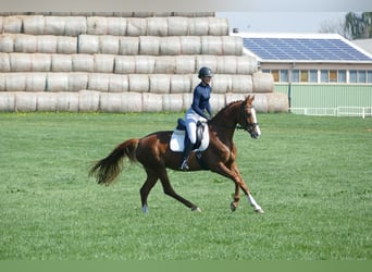 Mecklenburger Warmblut, Stute, 5 Jahre, 166 cm, Fuchs