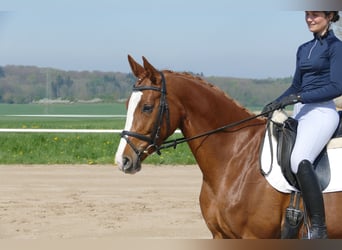 Mecklenburger Warmblut, Stute, 5 Jahre, 166 cm, Fuchs