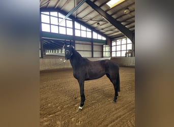 Mecklenburger Warmblut, Stute, 5 Jahre, 167 cm, Rappe